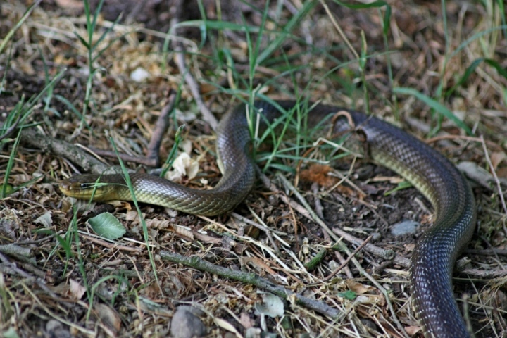 colubro? - Zamenis longissimus